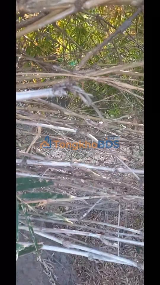 Đất Vườn Gia Lai 12.000m² Giá 250 Triệu - Cơ Hội Đầu Tư Sinh Lời