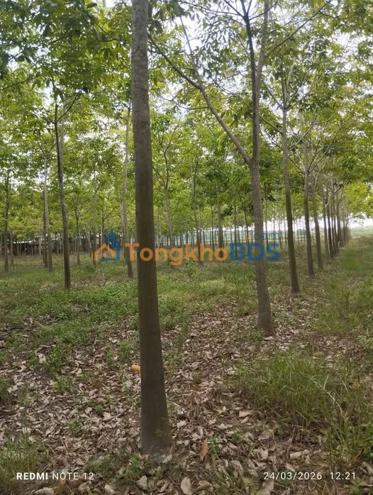 Đất Cao Su 16.000m² Mặt Tiền Nhựa Tân Biên, Tây Ninh - Giá Ngộp Chỉ 1.6 Tỷ