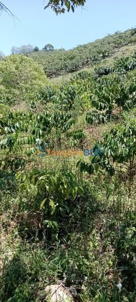 Bán Gấp Đất Farm 32400m² Xã Liên Đầm, Di Linh - Giá Đầu Tư 1.3 Tỷ