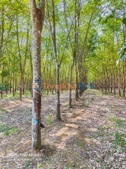 Bán Rẫy Cao Su 2.7ha Bình Phước - Giá Đầu Tư 2.4 Tỷ/ha