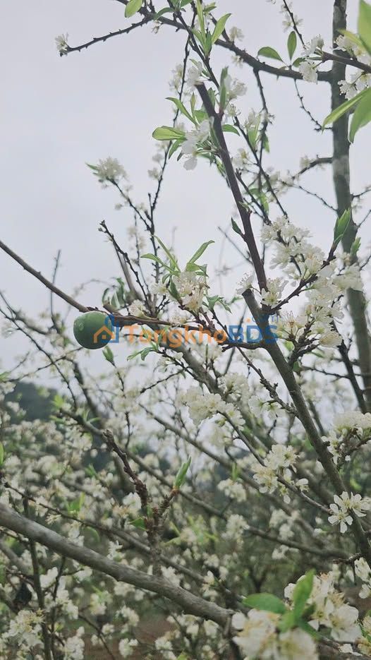 Nhà 122m² Đồng Hoà, Kiến An - Ô tô đỗ cửa, Giá 1.2 tỷ