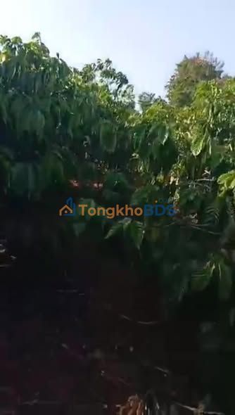 Bán Đất Vườn Cà Phê Ea Knuêc 6000m² - Sẵn Sàng Đầu Tư