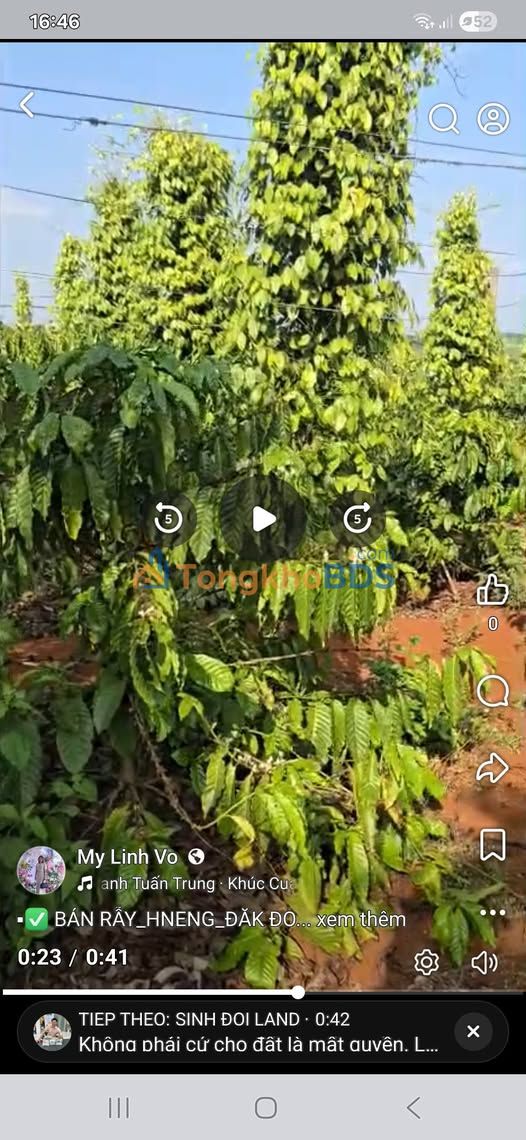 Bán Rẫy Cà Phê, Tiêu 6.6 Sào H' Neng, Đăk Đoa - Sẵn Sàng Khai Thác