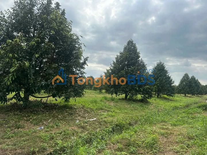 Farm Sầu Riêng 6.5ha Đắk Lắk - Giá Tốt, Sẵn Sàng Thu Hoạch