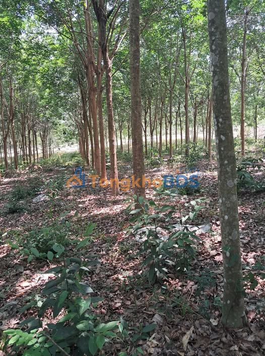 Đất Cao Su 2.7 Hécta - Xã Đức Liễu, Bù Đăng, Bình Phước - Giá Đầu Tư 27 Tỷ