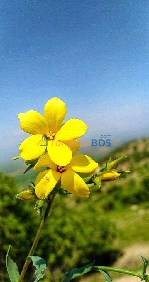 Đất nền Sơn Tịnh 100m² - Đối diện TTTM lớn, giá 1.62 tỷ