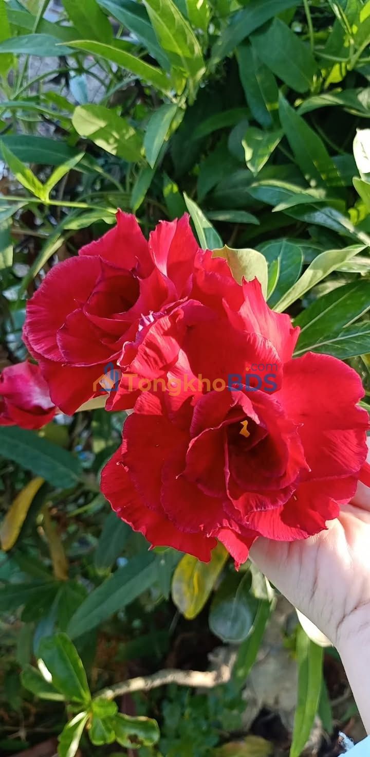 Đất thổ cư Cam Phú, Cam Ranh 96m² - Sổ hồng sẵn, gần chợ Lớn!