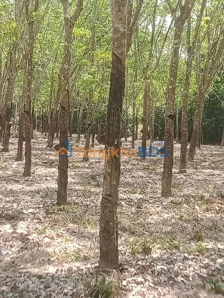 Bán đất rẫy 3300m² Phước Vinh, Tây Ninh - Cao su 7 mùa, giá 3 tỷ