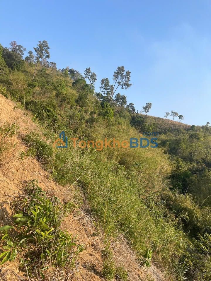 Bán 2.5ha Đất Nông Nghiệp Kon Rẫy, Kon Tum - Giá Đầu Tư 2x Tỷ