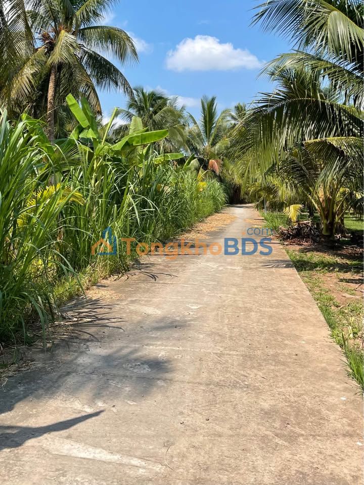 Bán Đất Vườn Dừa Tam Phước Bến Tre 1000m² - Thu Nhập Ổn Định