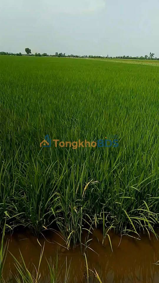 Bán Gấp 13.5 Công Đất Lúa Tân Hòa, Long An - Sổ Đỏ Riêng, Giá Đầu Tư 2.43 Tỷ