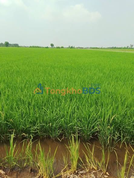 Bán Gấp 15 Công Đất Lúa Tân Thạnh Long An - Sẵn Sàng Đầu Tư