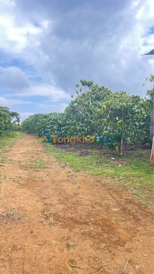 Đất Nền 3240m² Lộc Ngãi, Bảo Lâm - Sổ Đỏ Sẵn Sàng, Giá Đầu Tư 550 Triệu