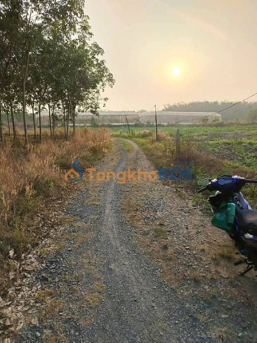 Đất Nền 1000m² Lộc Ninh, Bình Phước - Giá Tốt, Hai Mặt Tiền