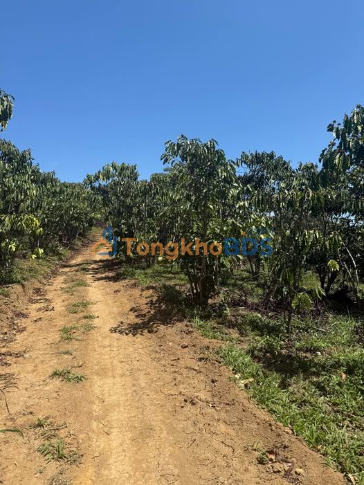 Bán Gấp 2 Lô Đất Lộc Phú, Bảo Lâm - Sổ Hồng Riêng, Giá Tốt