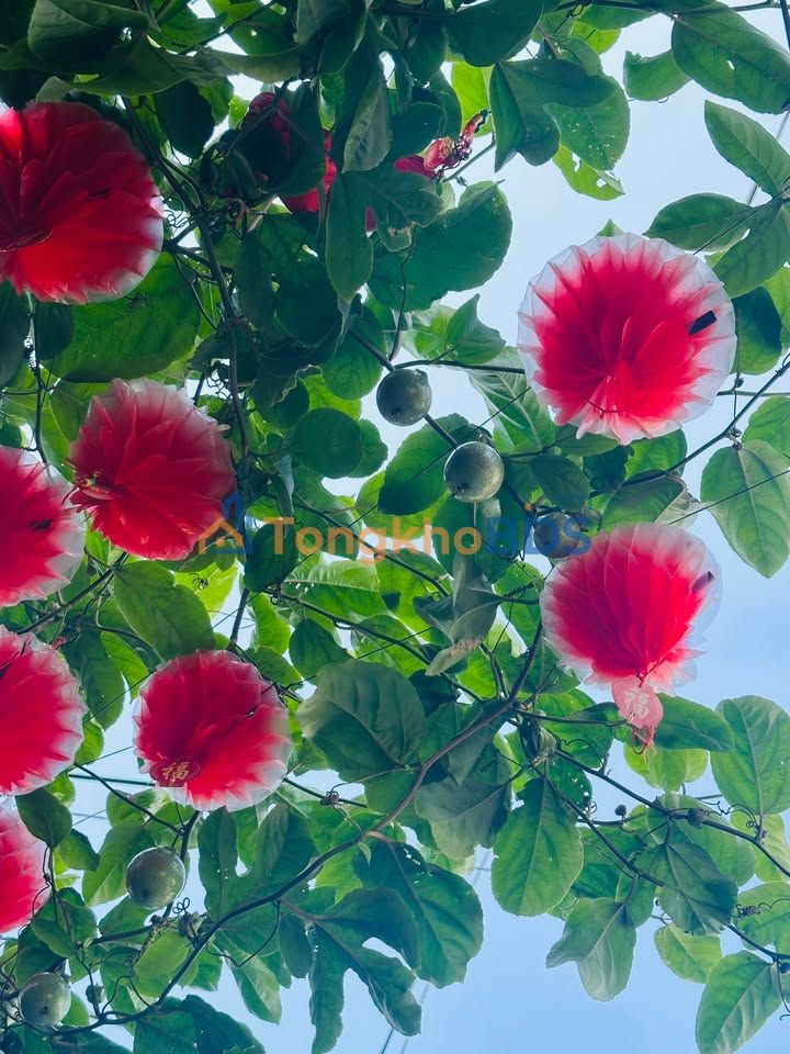 Bán Đất Mặt Tiền 65m² Phường Trần Phú, Quy Nhơn - Sổ Đỏ Lâu Dài