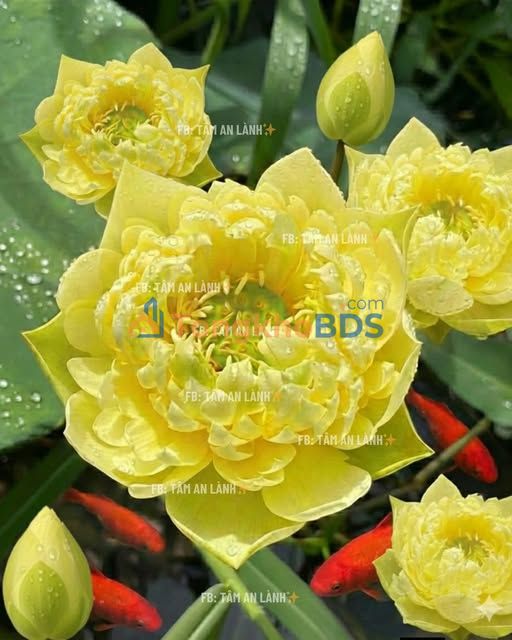 Đất Thổ Cư Bình Giang, Hải Dương - 100m² Sổ Đỏ, Gần Chợ