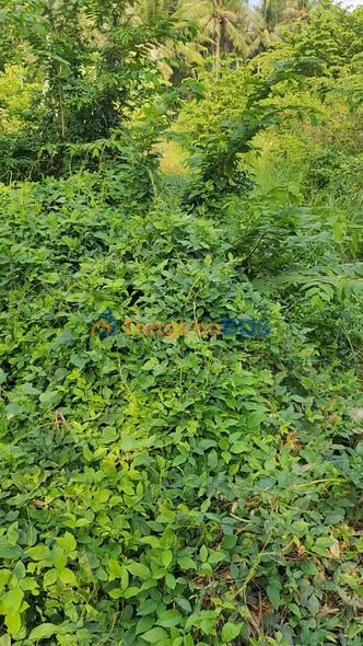 Bán Đất Nền Ấp Tân Phú, Tiền Giang 175m² - Sổ Sẵn 249 Triệu