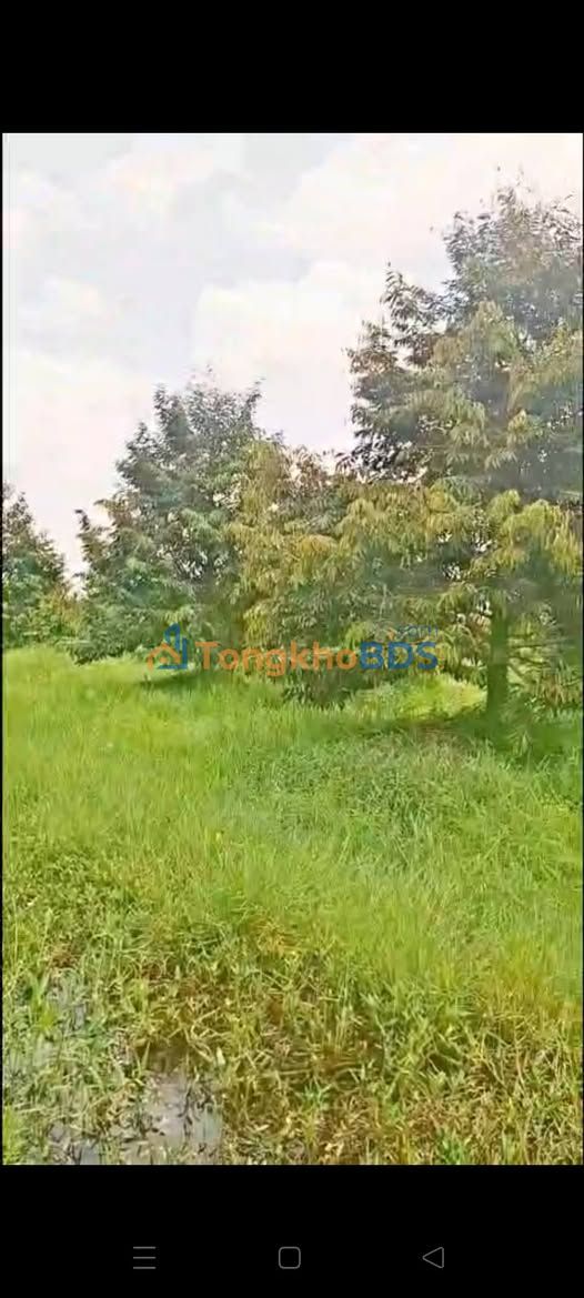 Bán Gấp 10 Công Đất Vườn SR Thái 4.5 Năm Tuổi - Bình Hàng Trung, Đồng Tháp