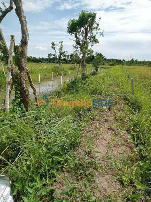 Bán Đất 1500m² Tỉnh Đồng Tháp - Có Sẵn Nhà Tiền Chế, Sổ Hồng