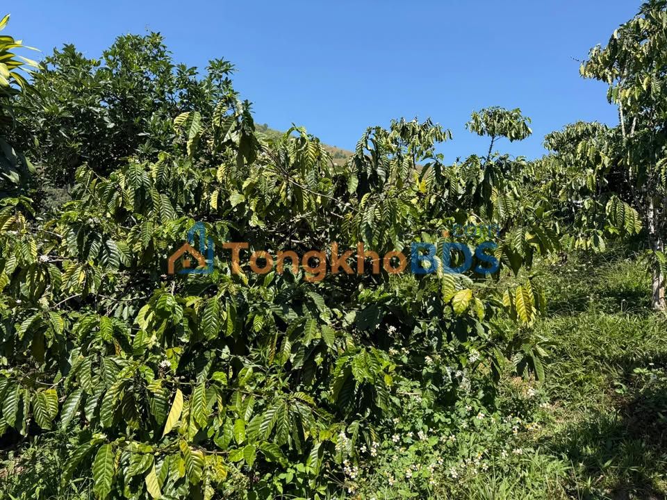 Bán Gấp Farm 2ha Cà Phê Sầu Riêng Lộc Nam - Thu Nhập Ổn Định, Giá 6.3 Tỷ