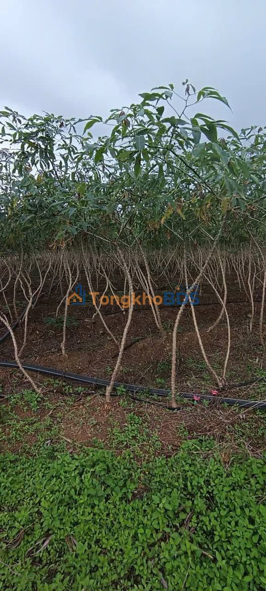 Đất Nền TT Ea Knốp, Đắk Lắk - 1200m² TC - Sổ Đỏ Sẵn Sàng