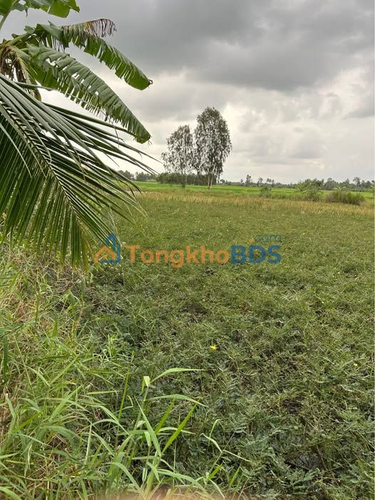 Đất Lúa 4736m² Phường 8, Cà Mau - Sổ Đỏ Sẵn Sàng Đầu Tư