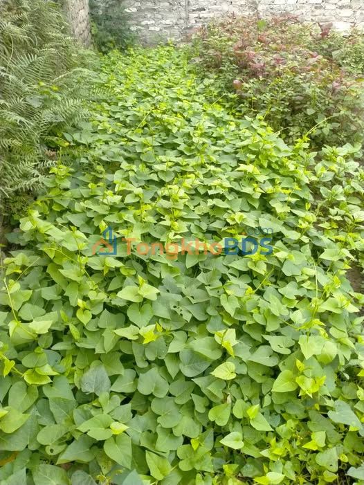 Bán Đất Ninh Nhất 89m² - Mặt Tiền 5m, Hướng Tây, Sẵn Sàng Xây Dựng