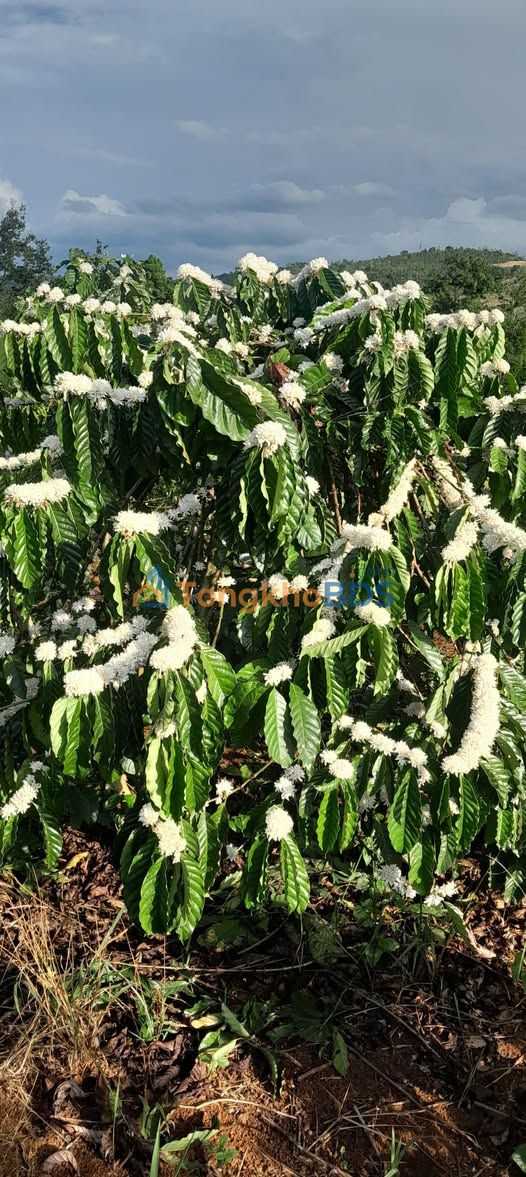 Farm Cà Phê 1 Hecta Tại Đắk Nông - Giá Tốt 1.65 Tỷ