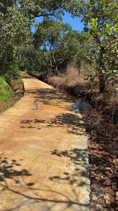 Đất Vườn 4ha Phước Tân, Phú Riềng, Bình Phước - Giá Tốt Đầu Tư