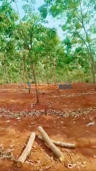 Đất Vườn Bình Phước 10.940m² - Giá Tốt 2.8 Tỷ, Có Thương Lượng