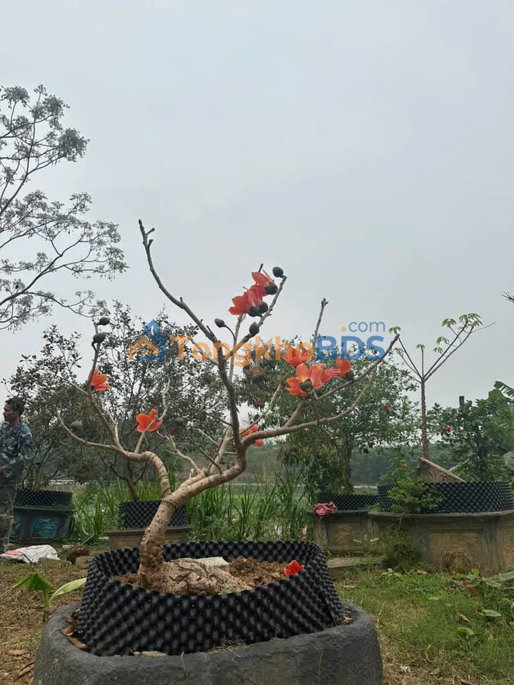 Đất Nền Trung Giáp, Phù Ninh 185m² Sổ Đỏ - Giá Đầu Tư 6xx Triệu