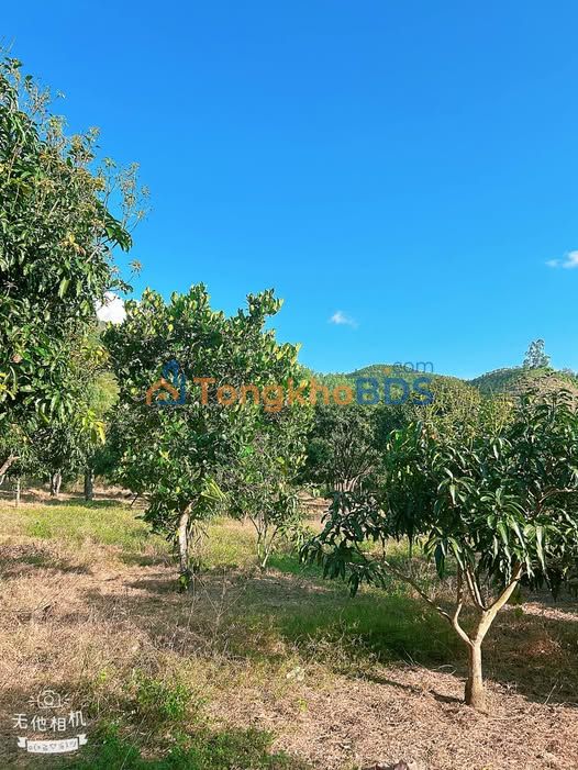 Bán Gấp Đất Vườn 6044m² Cam Lâm - Sổ RSX, Xoài Mít Trĩu Quả