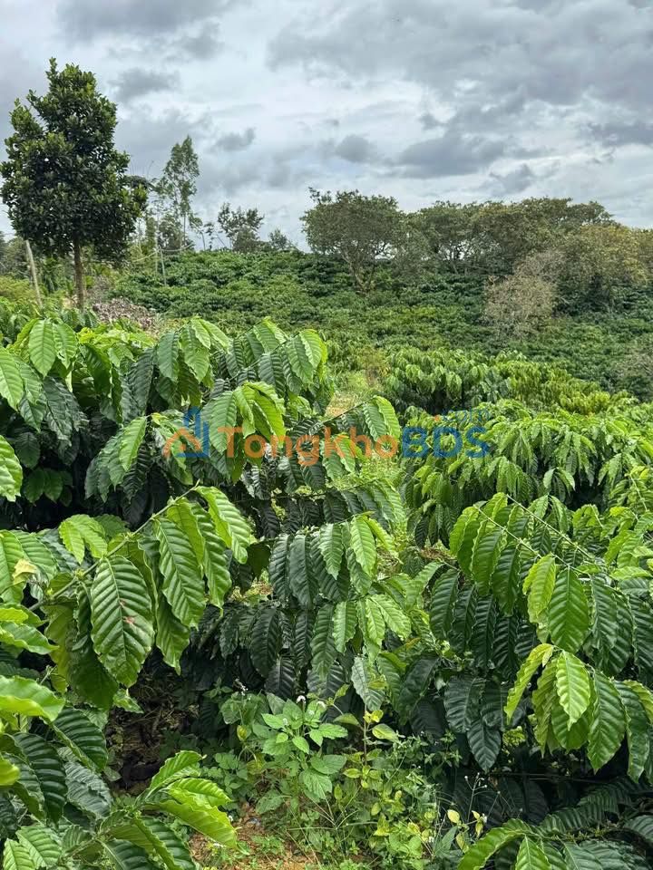 Bán đất farm 25.000m² tại Trúc Sơn, Cư Jút - Thế đất đẹp, view cực đỉnh