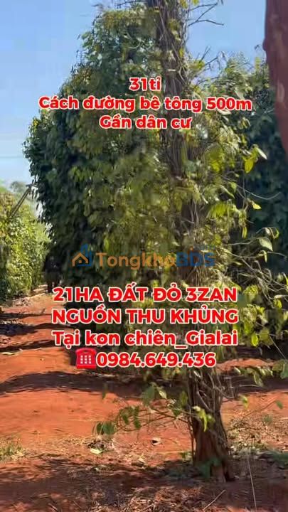 Đất Farm 21Ha Kon Chiêng, Gia Lai - Dòng Tiền Khủng, Sẵn Sàng Giao Dịch