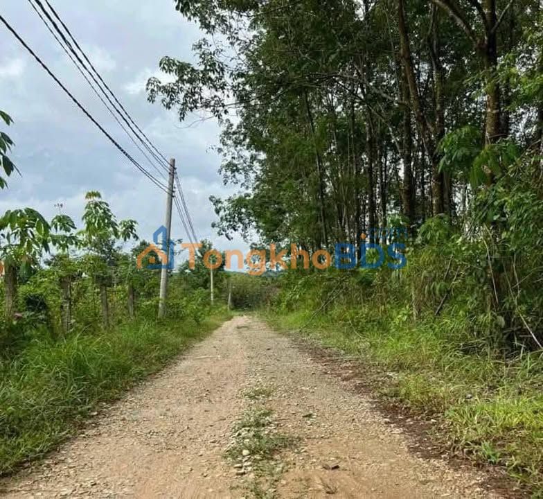 Đất Nền Sổ Hồng Riêng Xã Phú An, Đồng Nai - 1008m² Giá Cắt Lỗ 620 Triệu