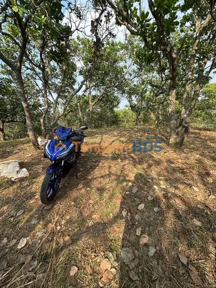 Farm 15ha Chuối Già, Sổ Đỏ Riêng, Sẵn Sàng Đầu Tư Tại Bù Đăng