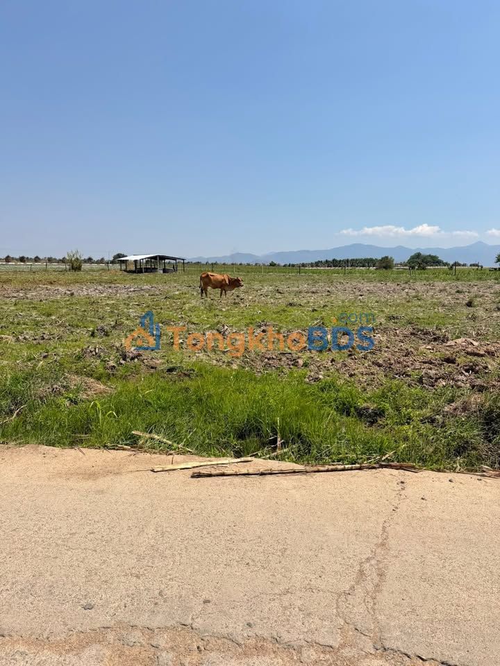 Đất Vườn Ninh Thuận 6120m² Sổ Hồng Sẵn - Giá Chỉ Từ 1xx Triệu