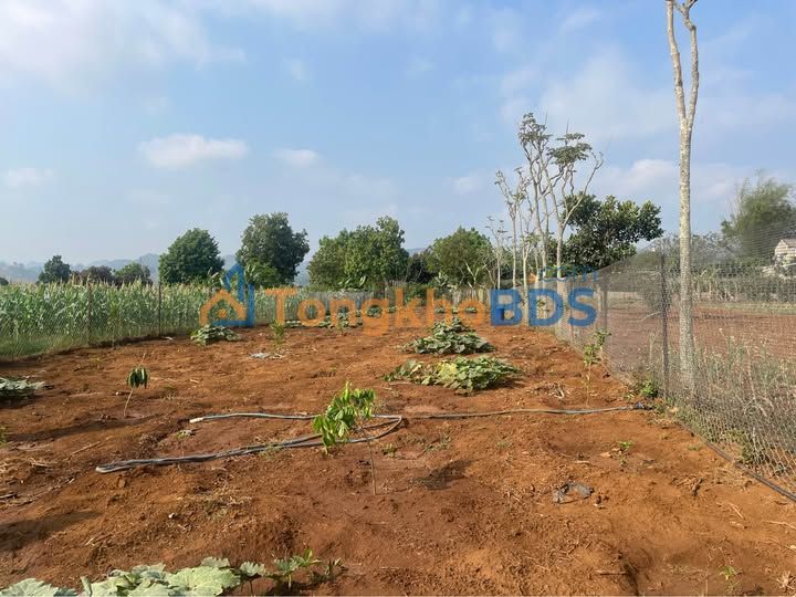 Đất Nở Hậu 1600m² Xã Chiềng Mung, Sơn La - Giá Đầu Tư 1.3 Tỷ