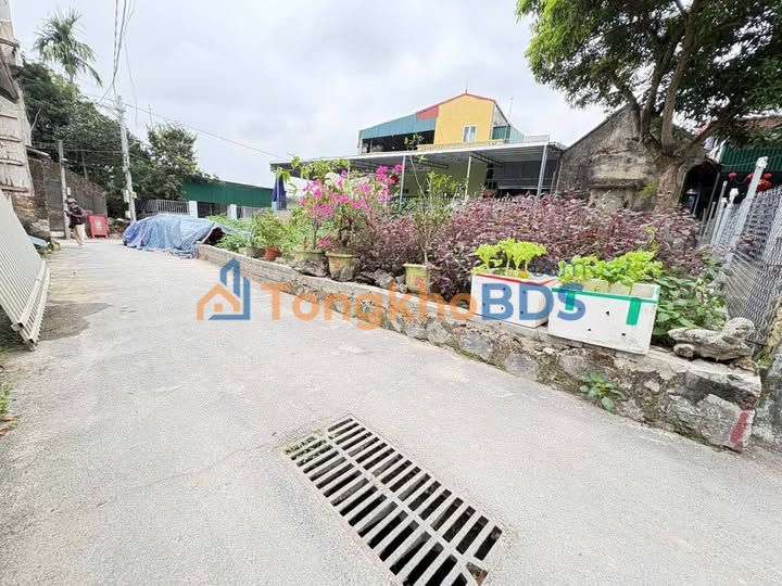 Đất Trồng Cây Lâu Năm Đại Phúc, Bắc Ninh - 55m² - Ô Tô Vào Tận Nơi