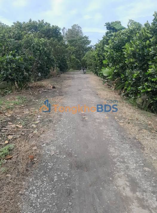 Bán 30.000m² Đất Vườn Lúa Vĩnh Thành, Châu Thành, An Giang - Giá Tốt