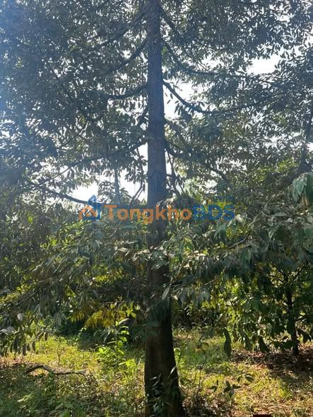 Bán Gấp Farm 9720m² Lộc Hưng, Bình Phước - 2 Mặt Tiền, Giáp Suối, Giá 6 Tỷ