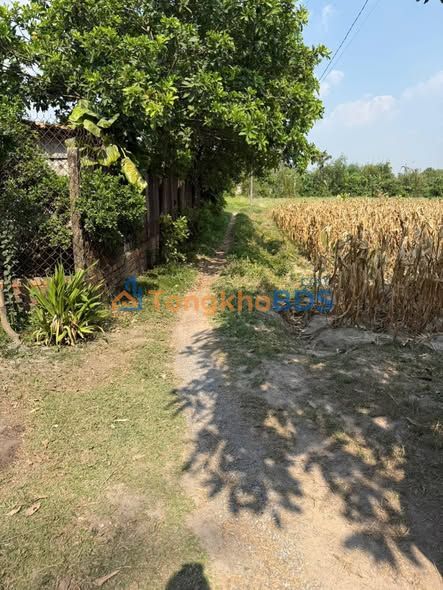 Bán Đất Vườn 1562m² Mặt Tiền Đường Kênh, Củ Chi - Sẵn Nhà Ở Ngay!