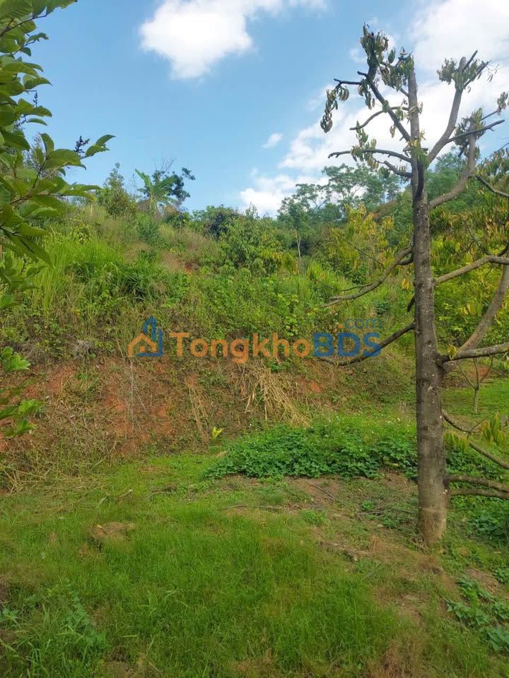 Đất Farm 9 Hecta Chư Hreng - Dòng Tiền Sẵn, Tiềm Năng Sinh Lời Cao