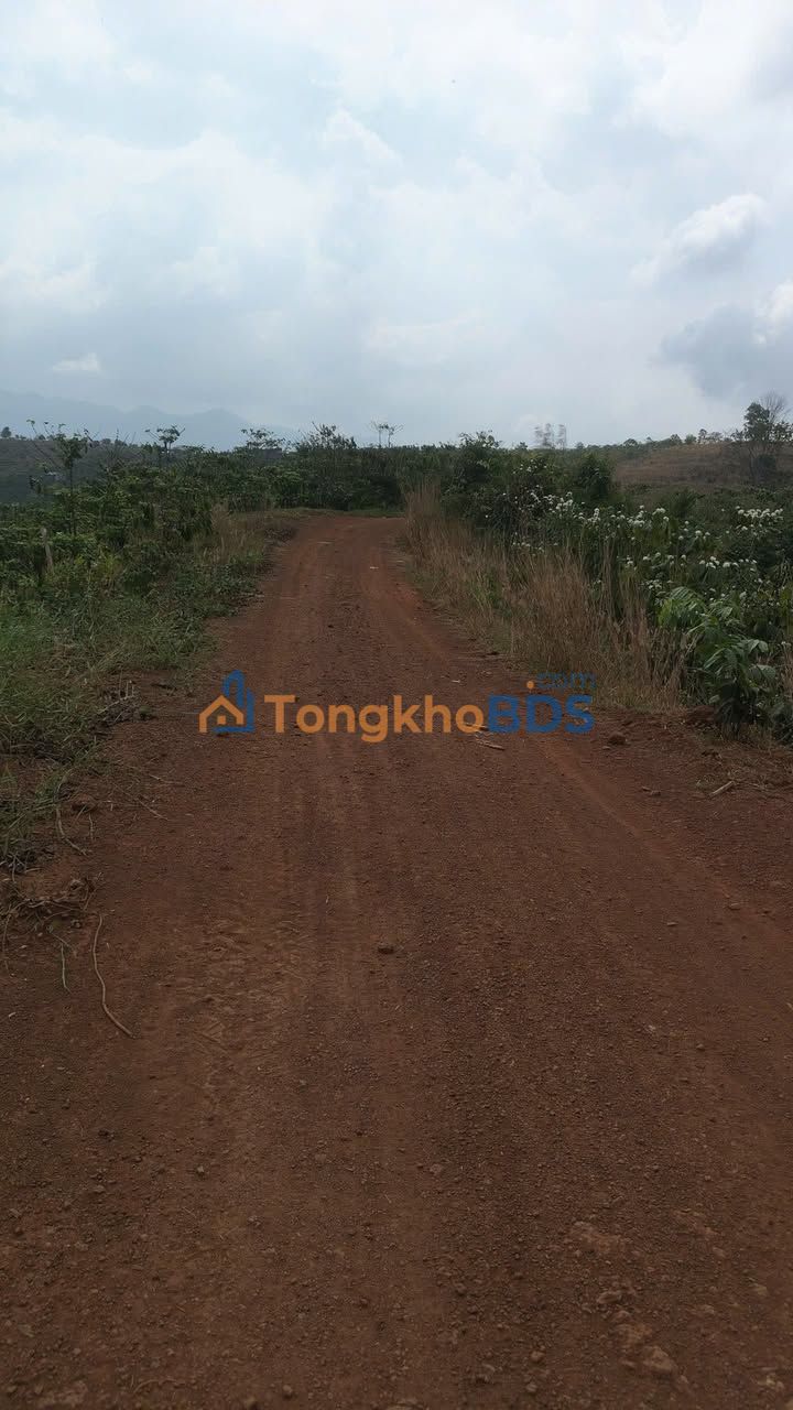 Bán Gấp Đất Vườn Lộc Bắc, Bảo Lâm 21600m² - Giá Đầu Tư 800 Triệu