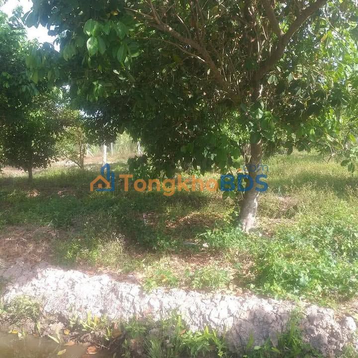 Đất Vườn Trái Cây 13.355m² Đối Diện KCN An Hiệp, Châu Thành - Giá Đầu Tư 890 Triệu