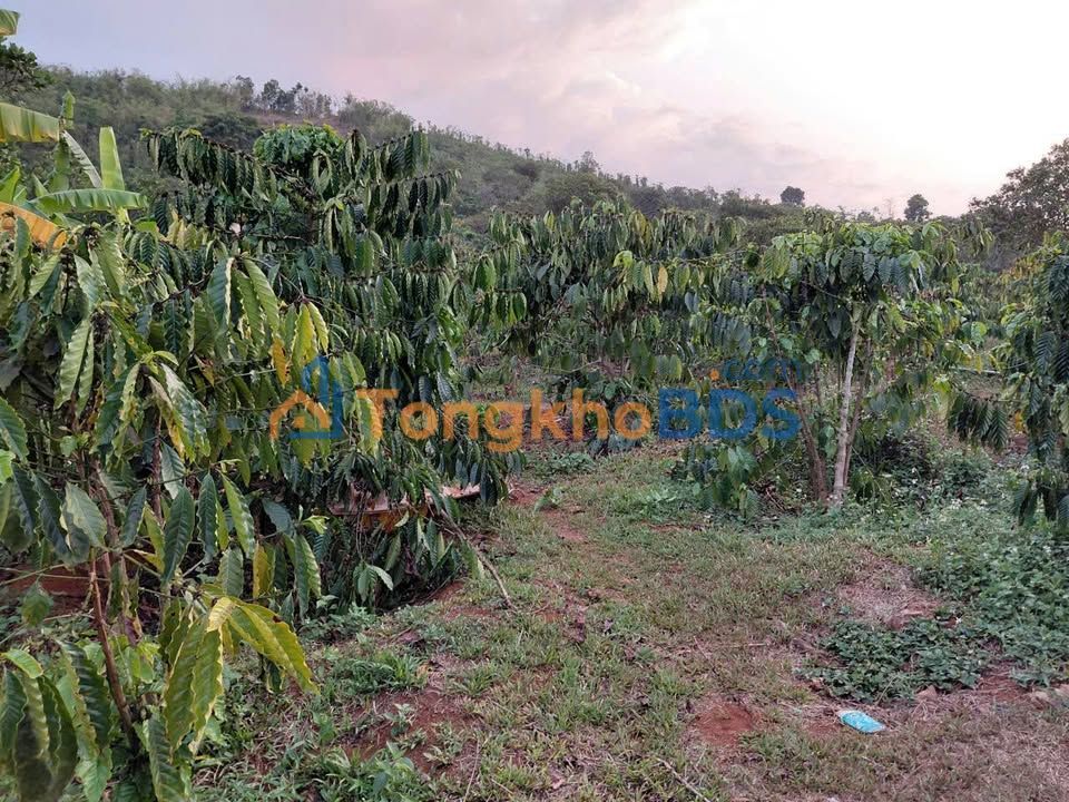 Bán Gấp 11.000m² Đất Farm Đắk R'Tíh, Lâm Đồng - Suối Lớn, Giá 1.6 Tỷ