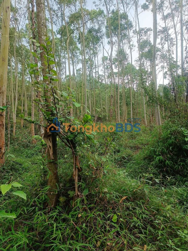 Đất Vĩnh Phúc Cũ, Phú Thọ: Bán Gấp 1400m² Sổ Đỏ Giá Chỉ 400 Triệu