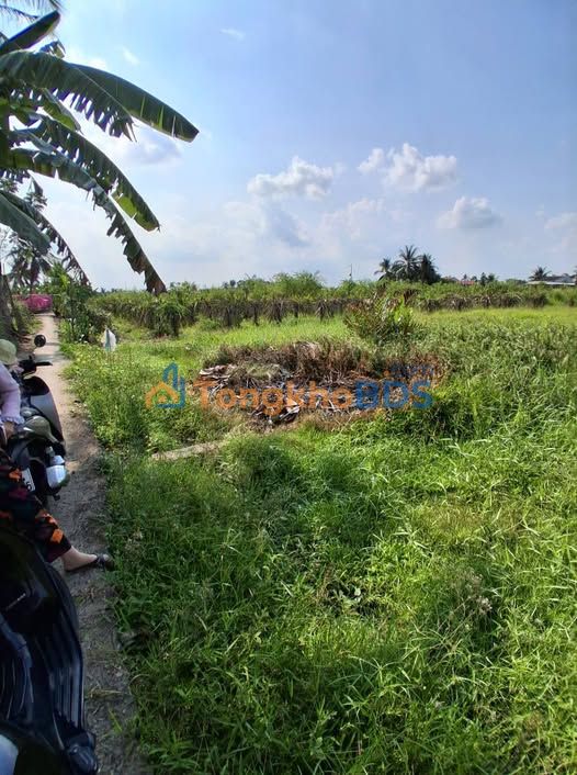 Bán Đất Vườn 1500m² Xã Đăng Hưng Phước, Chợ Gạo - Giá 600 Triệu