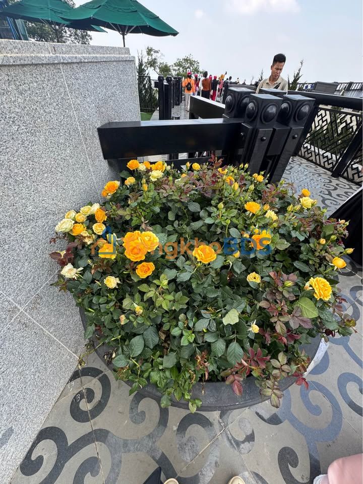 Bán Đất 72m² Ngõ Lũng, Hải An - Lô Góc Đông Tứ Trạch, Ô Tô Vào Nhà